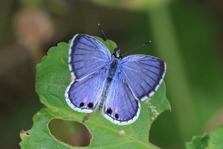 Miami Blue Butterfly: Down to a Few Islands