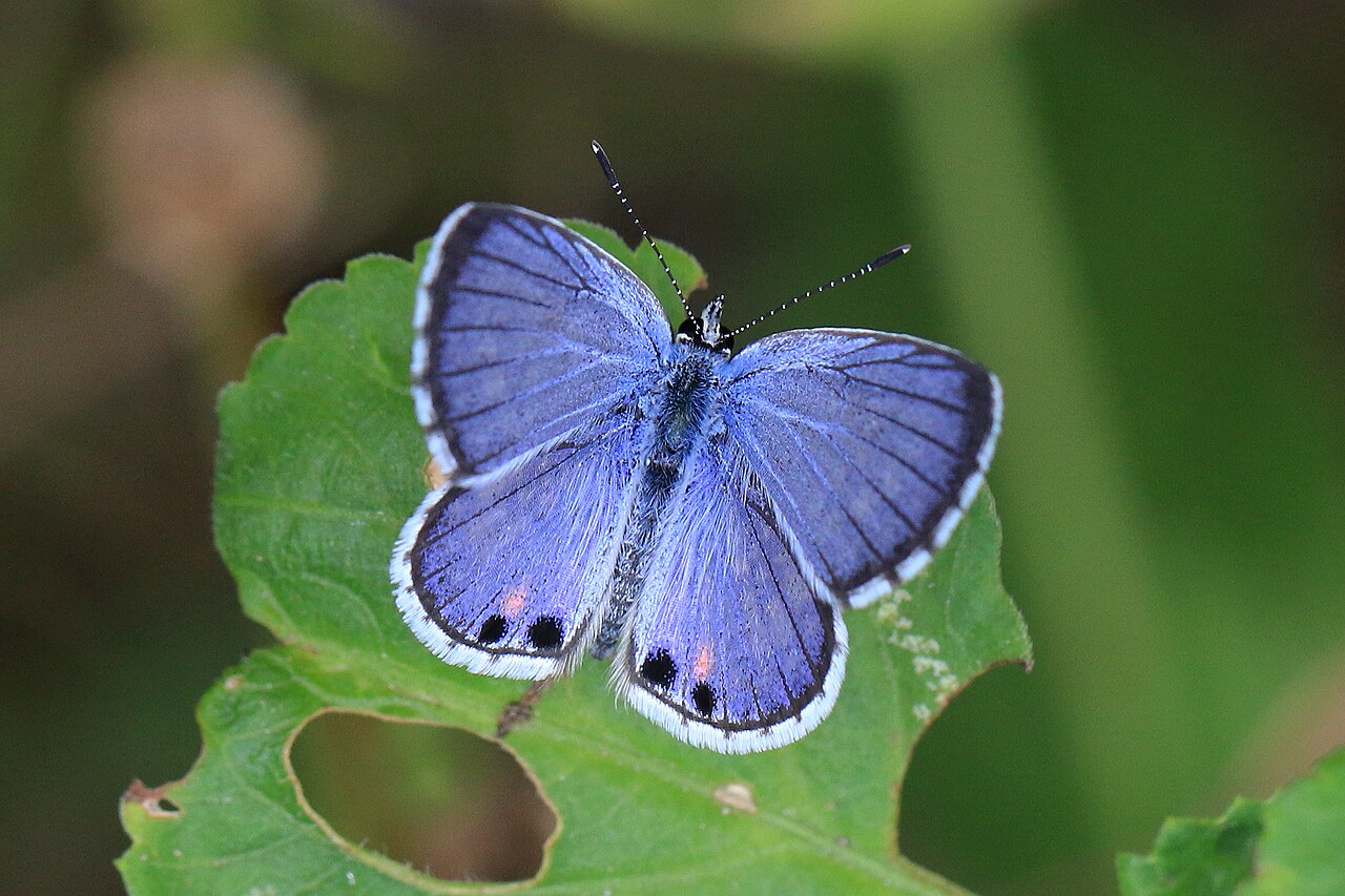 Miami Blue Butterfly: Down to a Few Islands