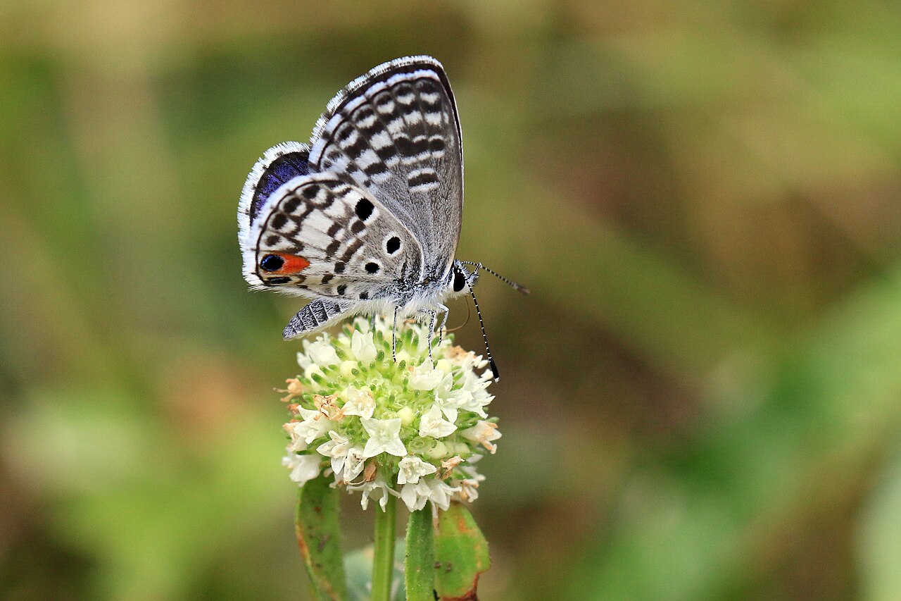 Why Is the Miami Blue Endangered?