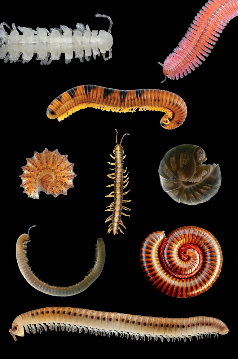 Millipede: Leg Counts, Bite Risk and Why They Invade Homes