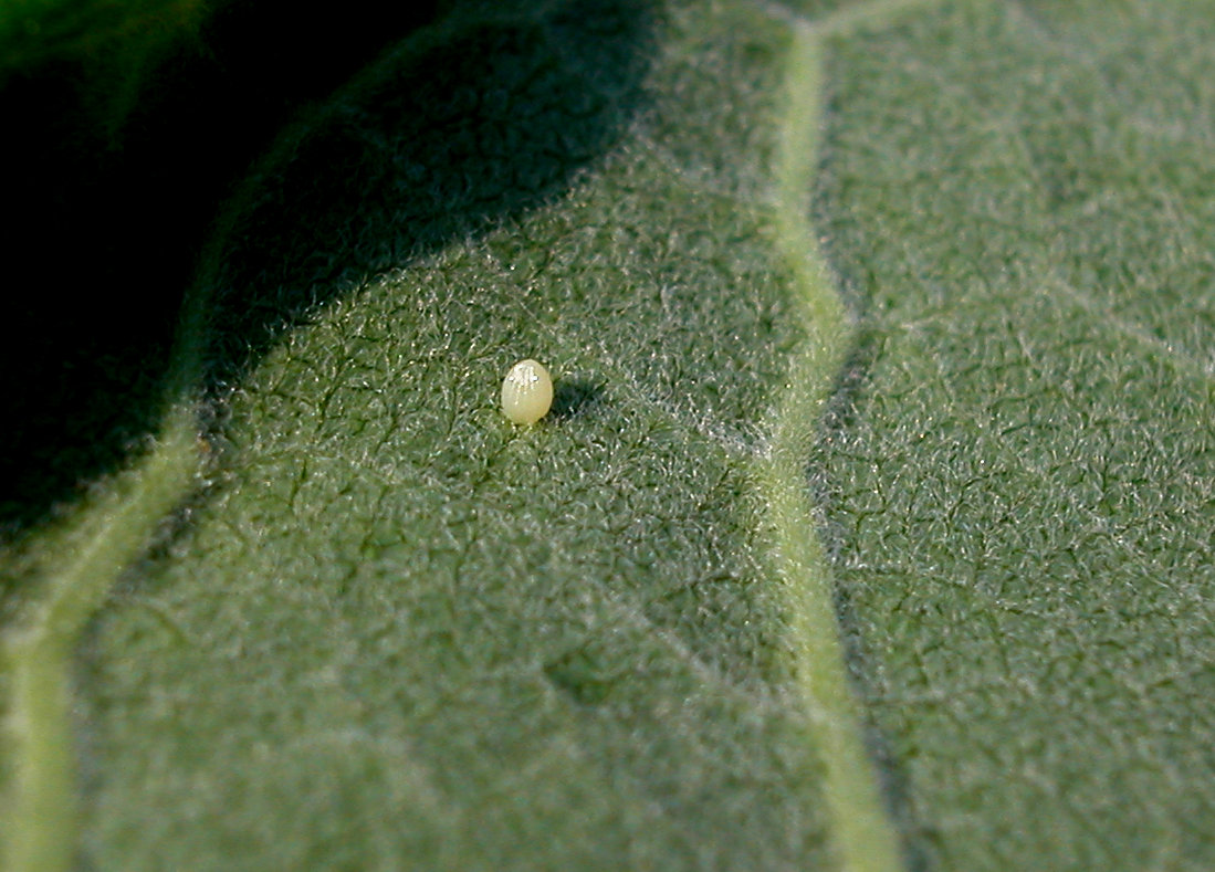 Monarch Butterfly Eggs: How to Find and Identify Them