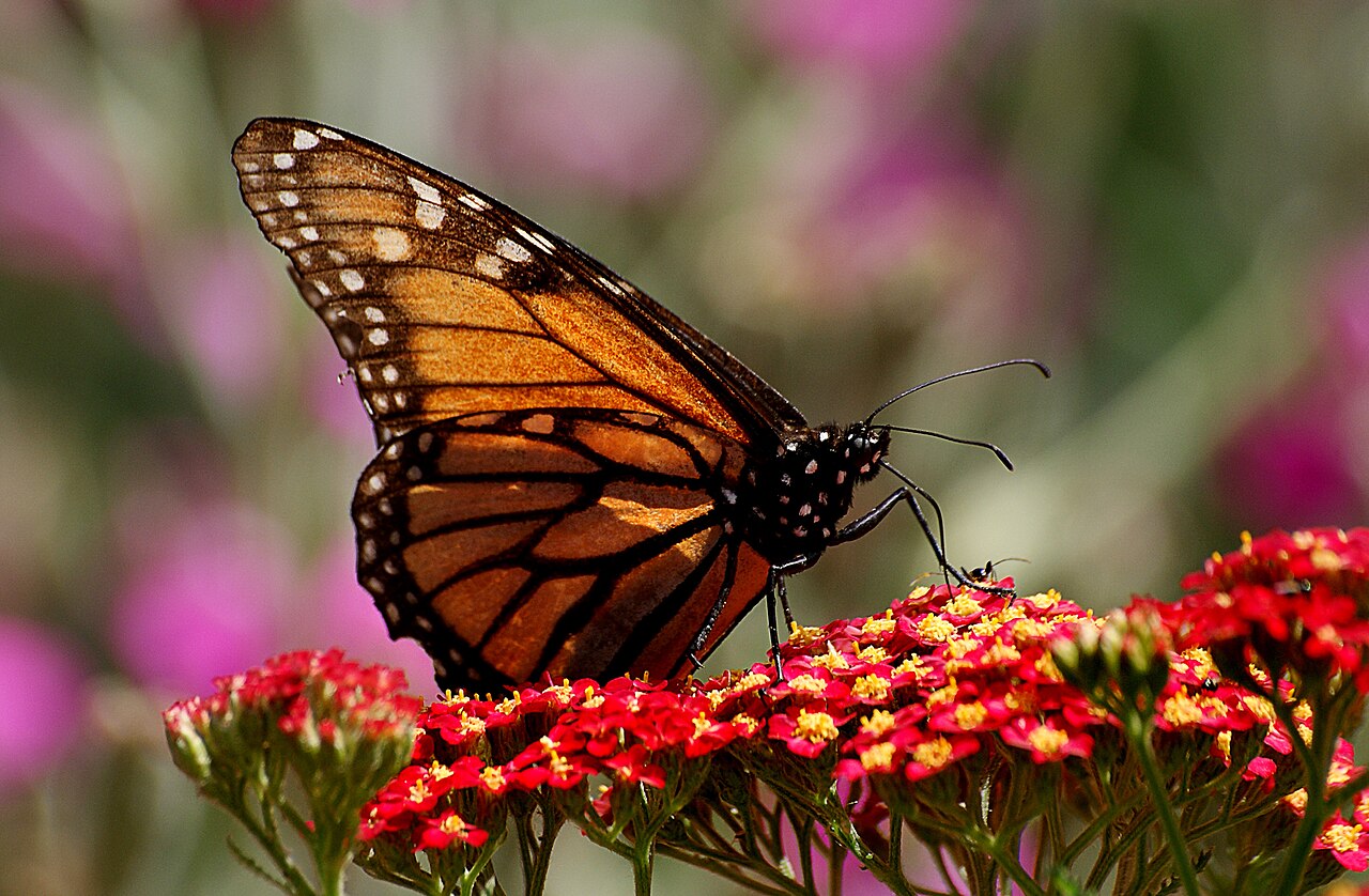 Where Do Monarchs Lay Their Eggs?