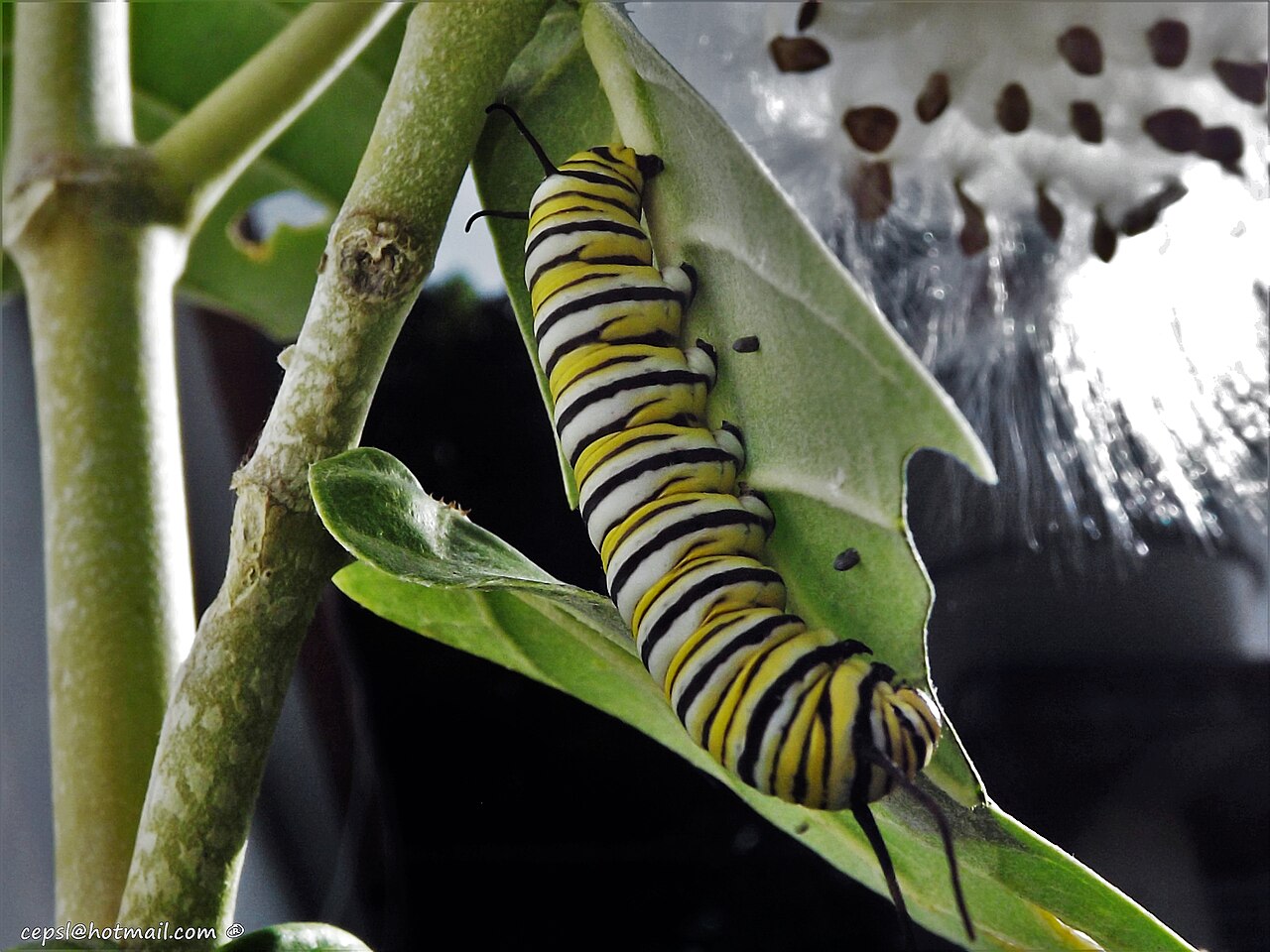 What Time of Year Do Monarchs Lay Eggs?