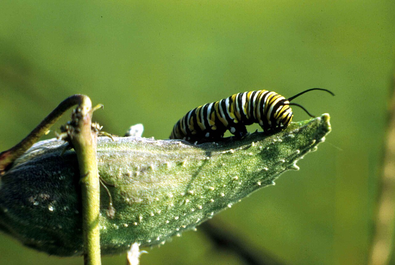 What Butterfly Is Mistaken for a Monarch?