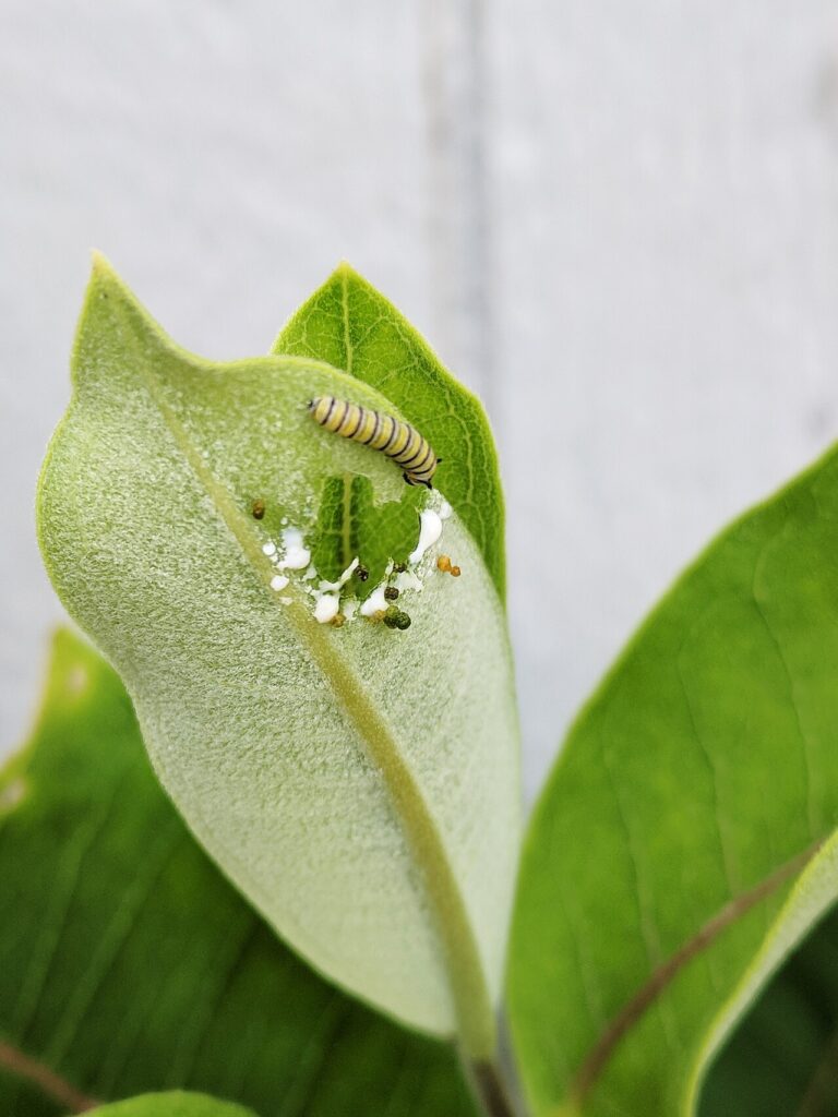 Monarch Butterfly Life Cycle: Every Stage Explained
