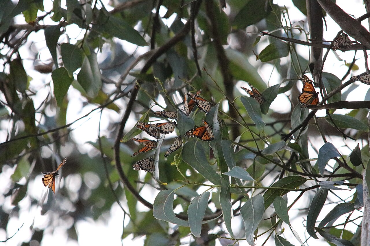 Monarch Butterfly Life Span: Weeks or Months?