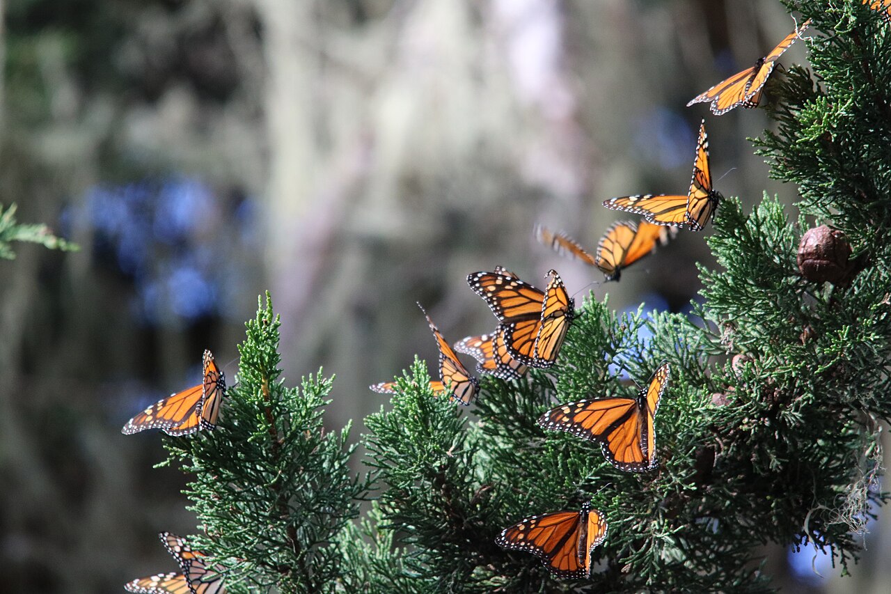 Why Does the Migratory Generation Live So Long?