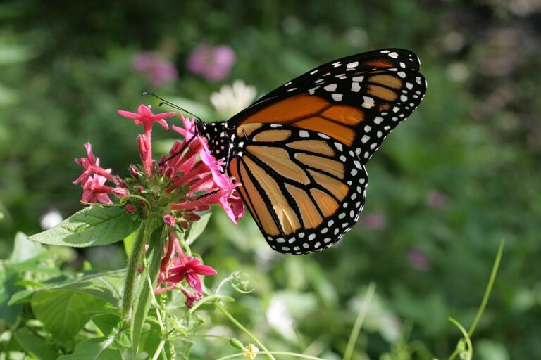 Monarch Butterfly Meaning: Symbolism and Spiritual Signs