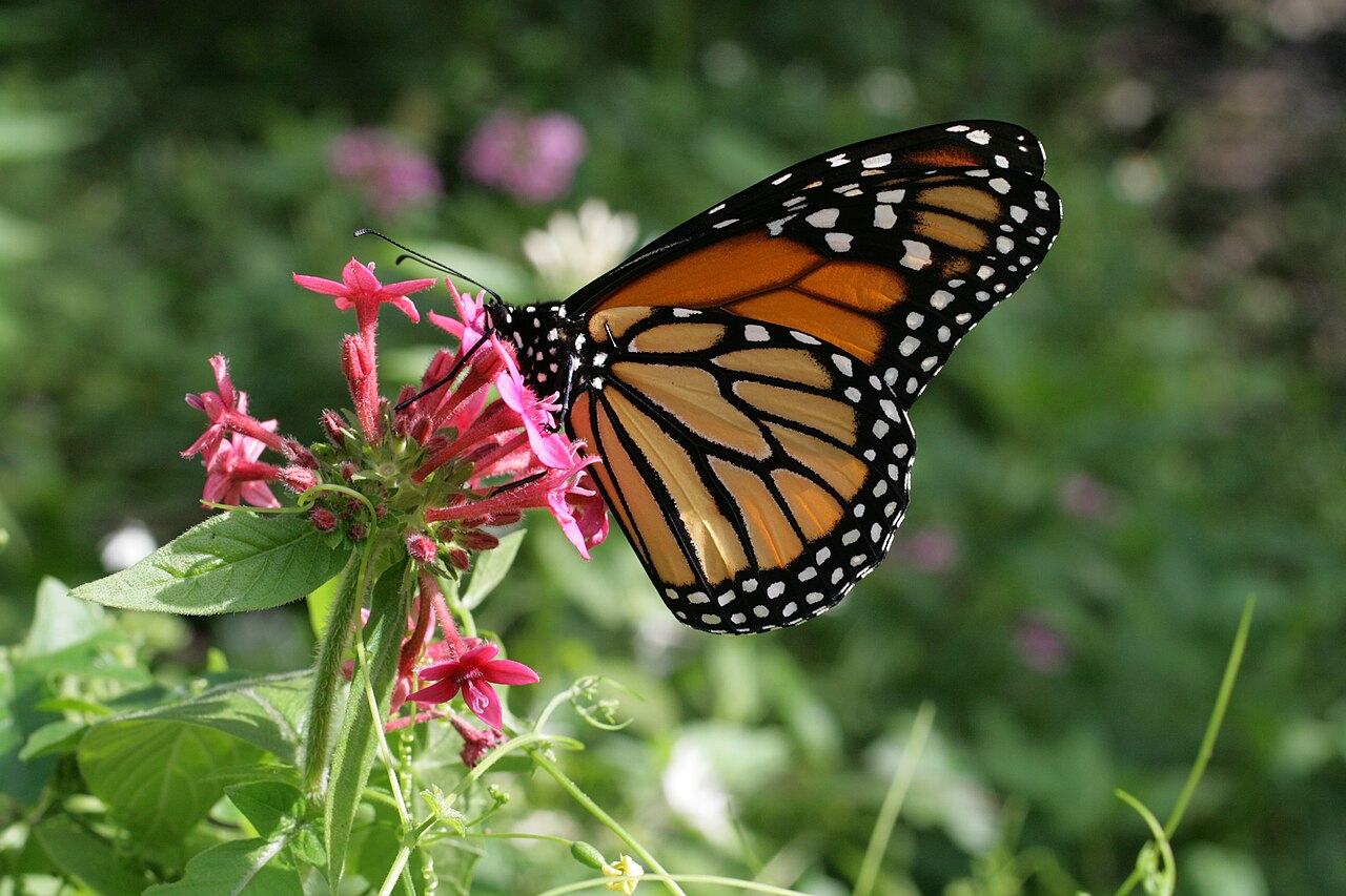 Monarch Butterfly Meaning: Symbolism and Spiritual Signs