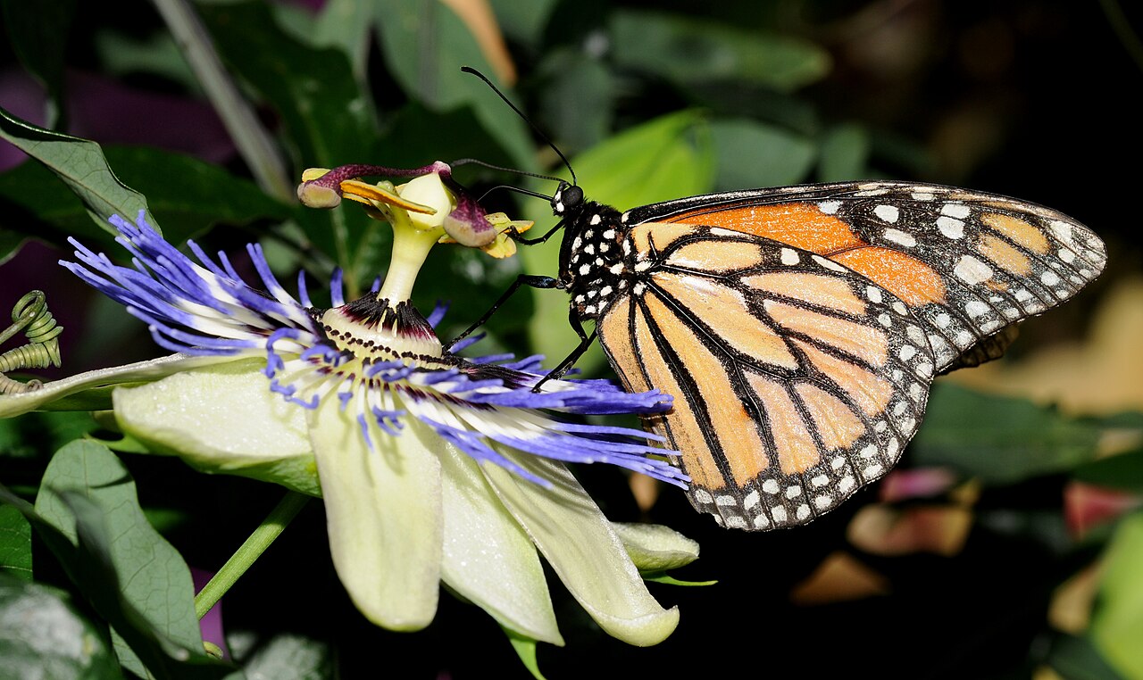 What Does It Mean If a Monarch Butterfly Visits You?