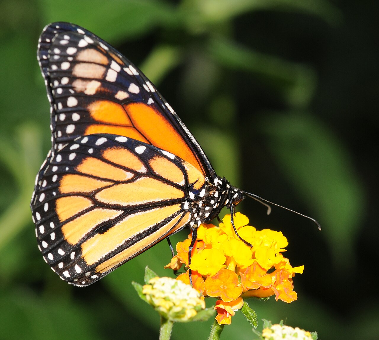 Why Are Monarchs Linked to Día de los Muertos?