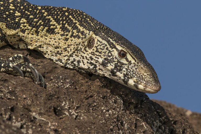 Monitor Lizard: Species, Danger, and Pet Suitability