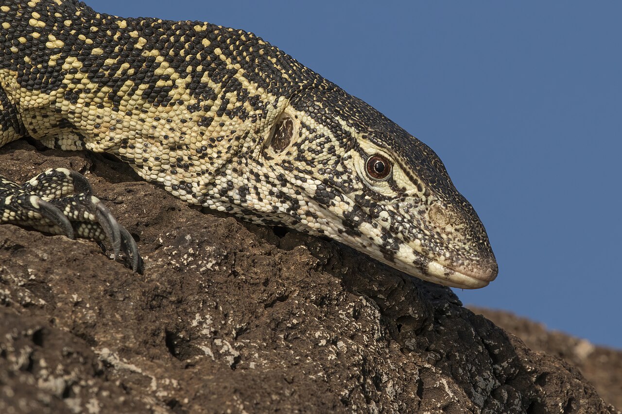 Monitor Lizard: Species, Danger, and Pet Suitability