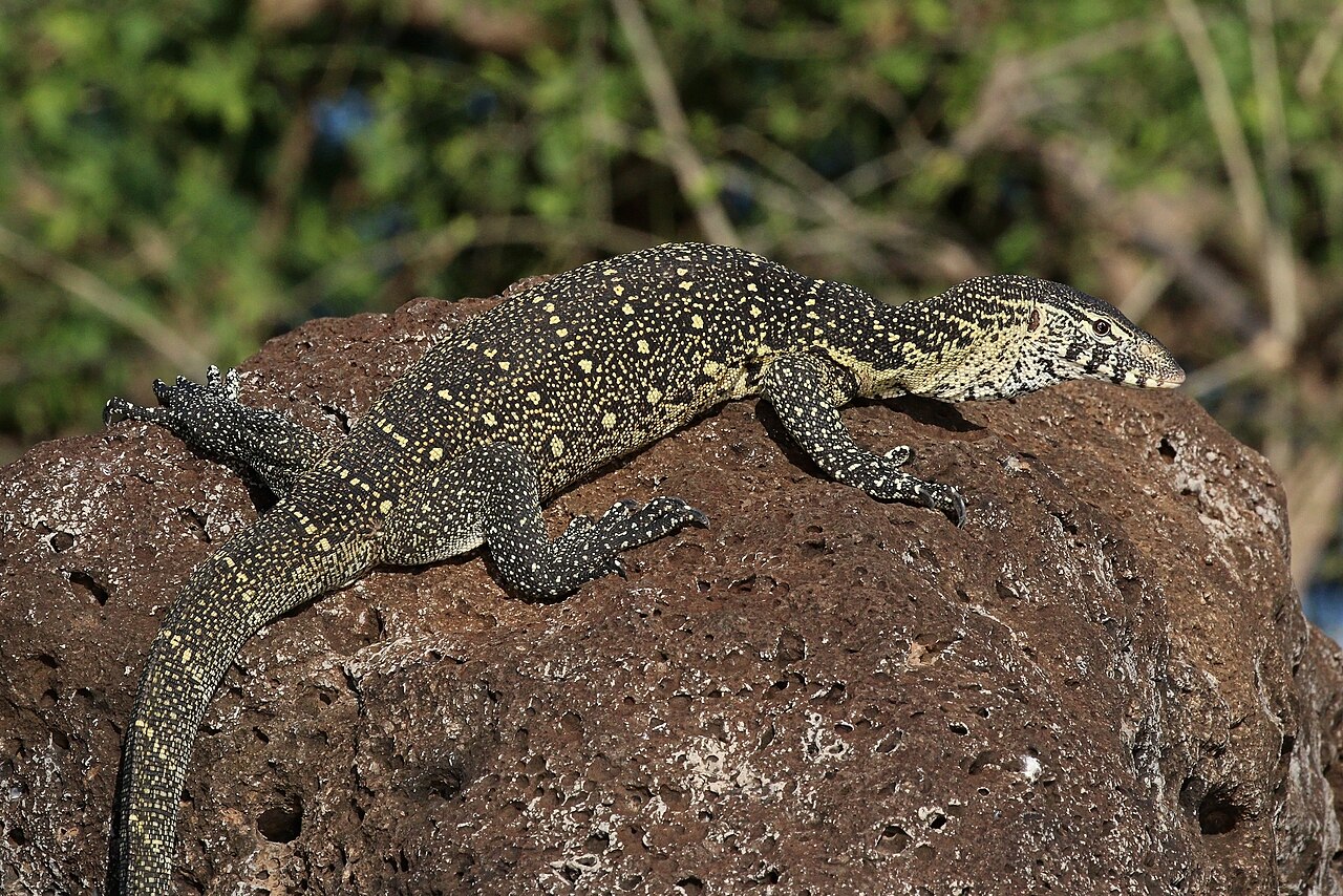 How Venomous Are Monitor Lizards?
