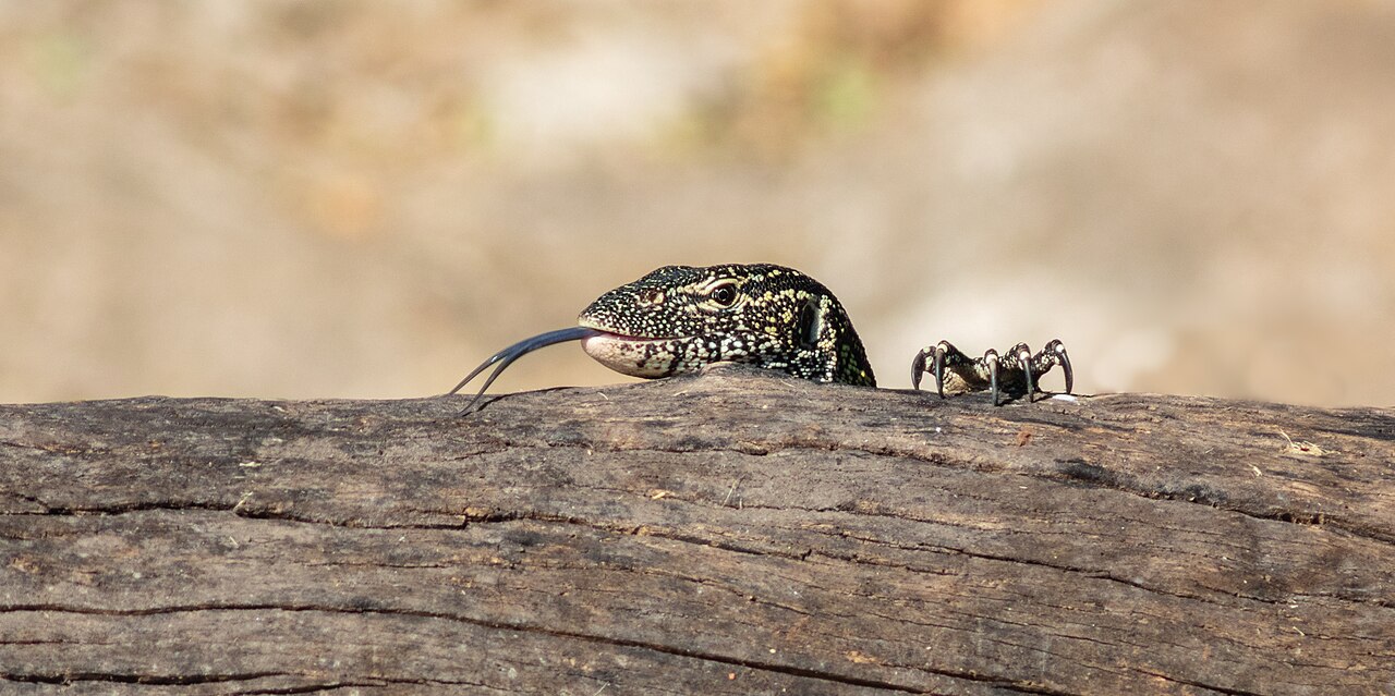 Is a Komodo Dragon a Monitor Lizard?