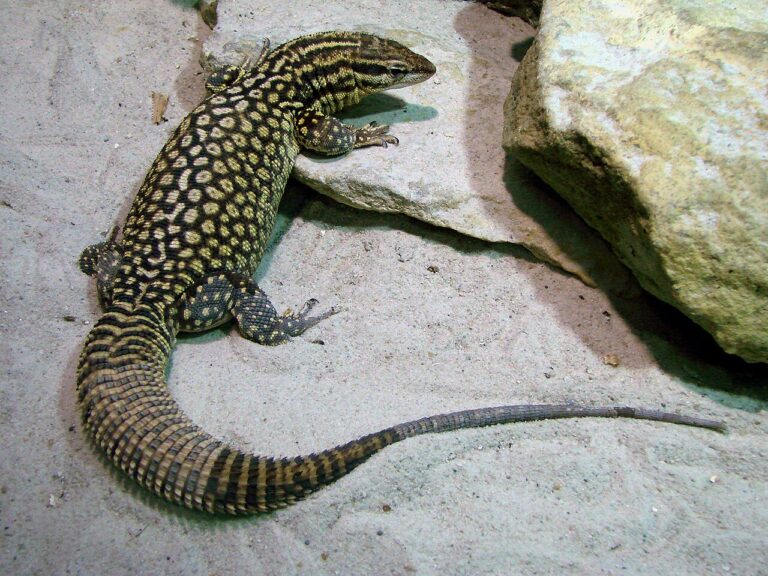 Monitor Lizard as a Pet: 7 Species Ranked by Difficulty