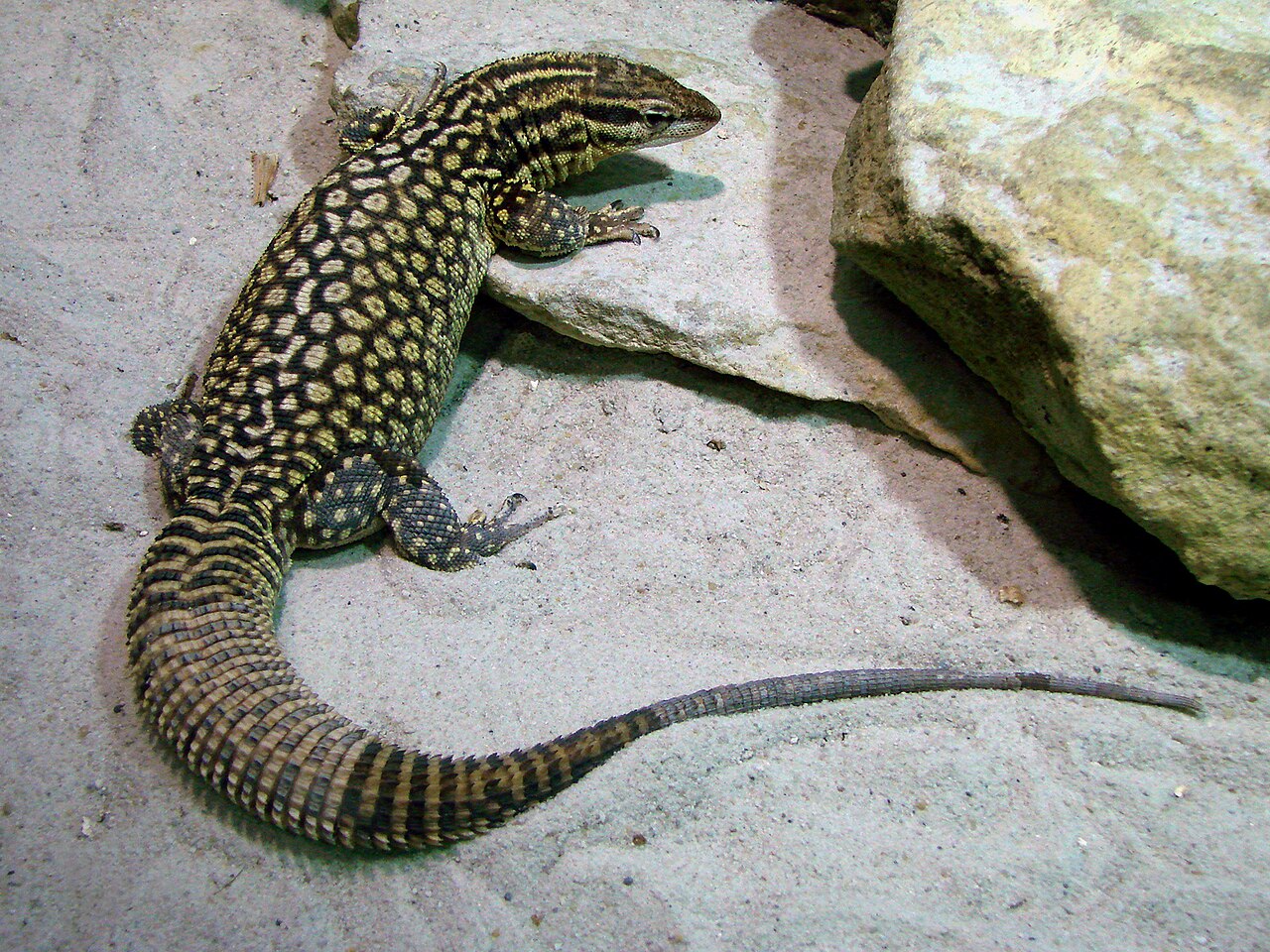 Monitor Lizard as a Pet: 7 Species Ranked by Difficulty