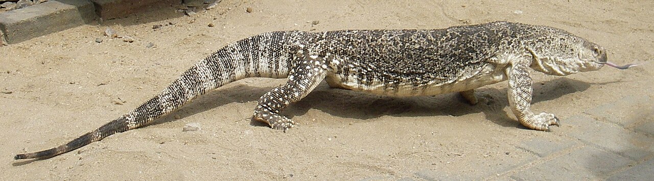 Ackie Monitor: The One Most Keepers Should Start With