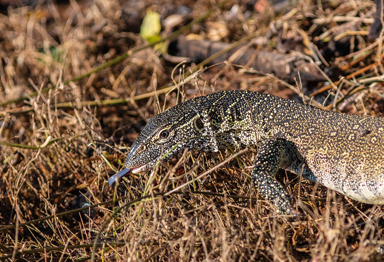 Savannah Monitor: Common, Cheap, and Frequently Failed