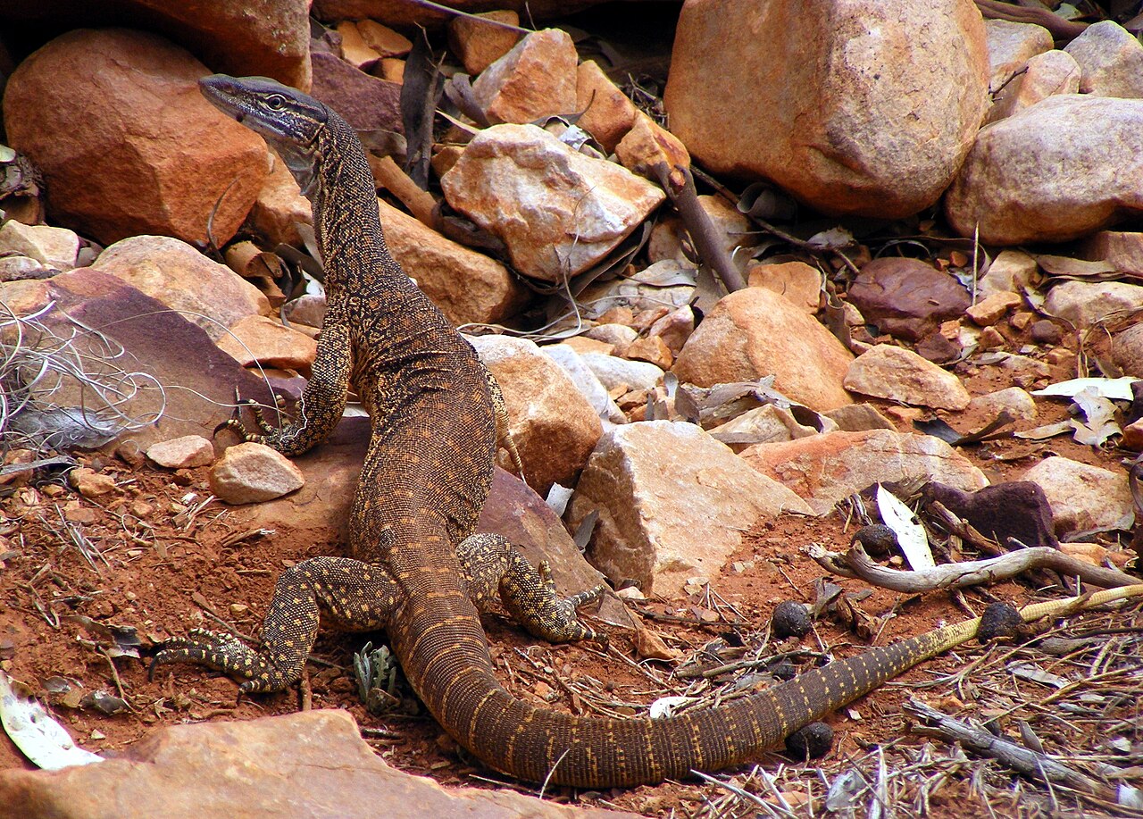 Nile Monitor: Why Experts Say No