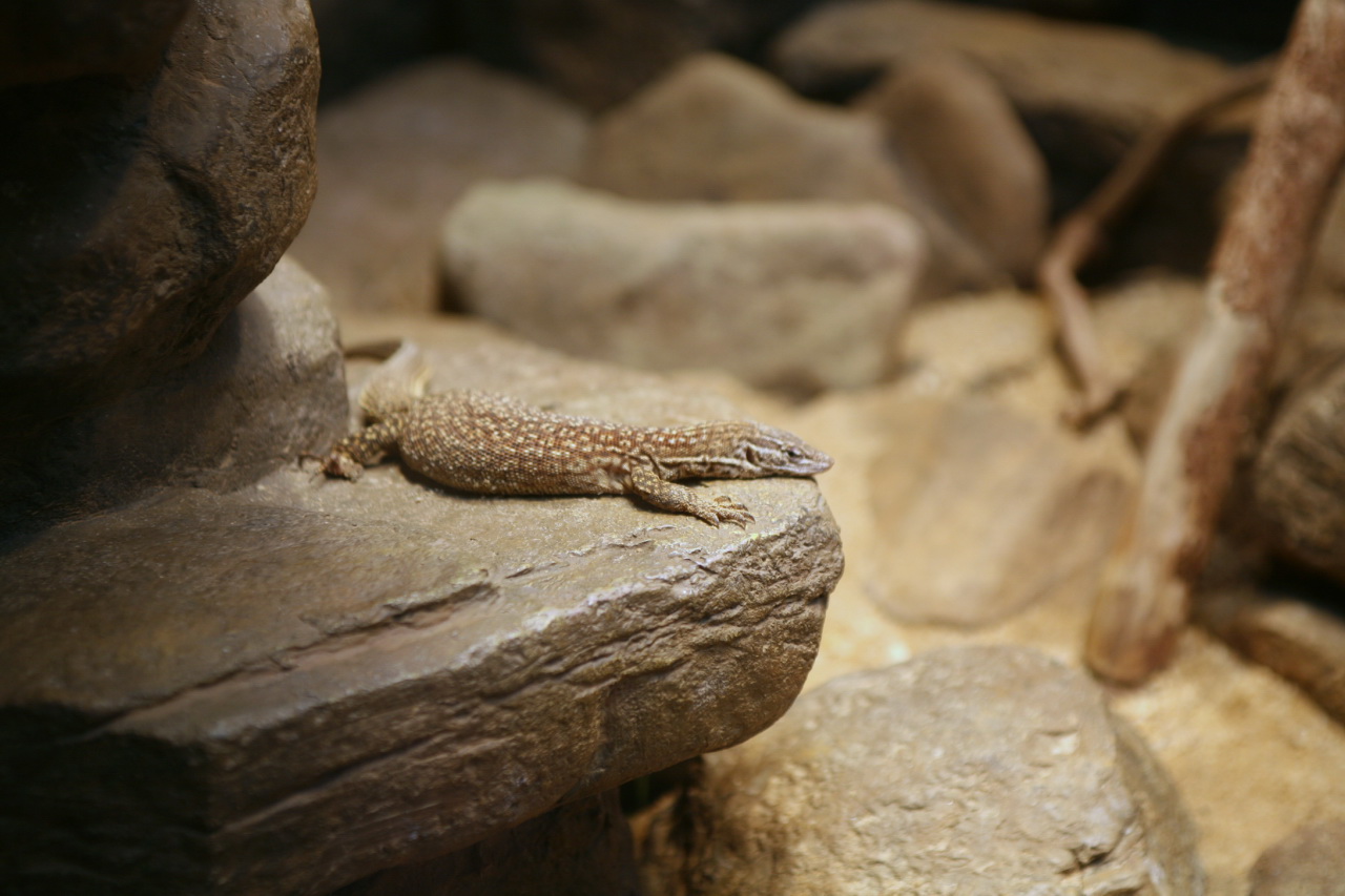 Black Throated and Water Monitors: Giants That Need a Room