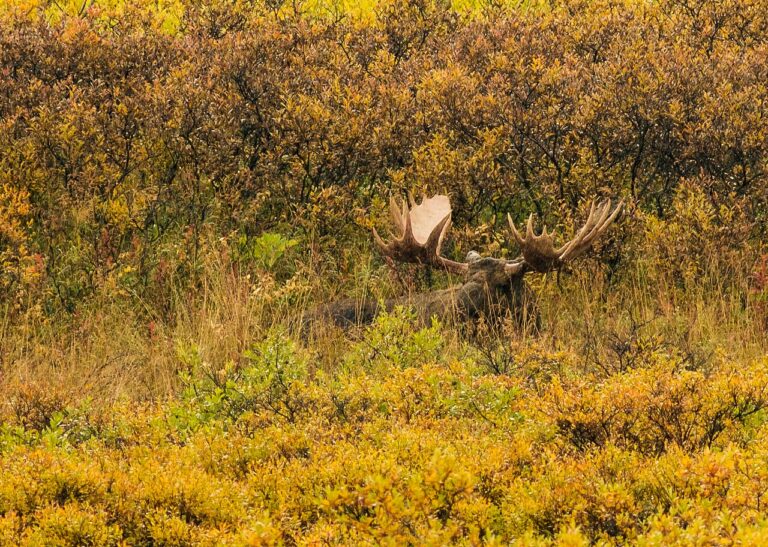 Moose Poop: What It Looks Like and How to Identify It