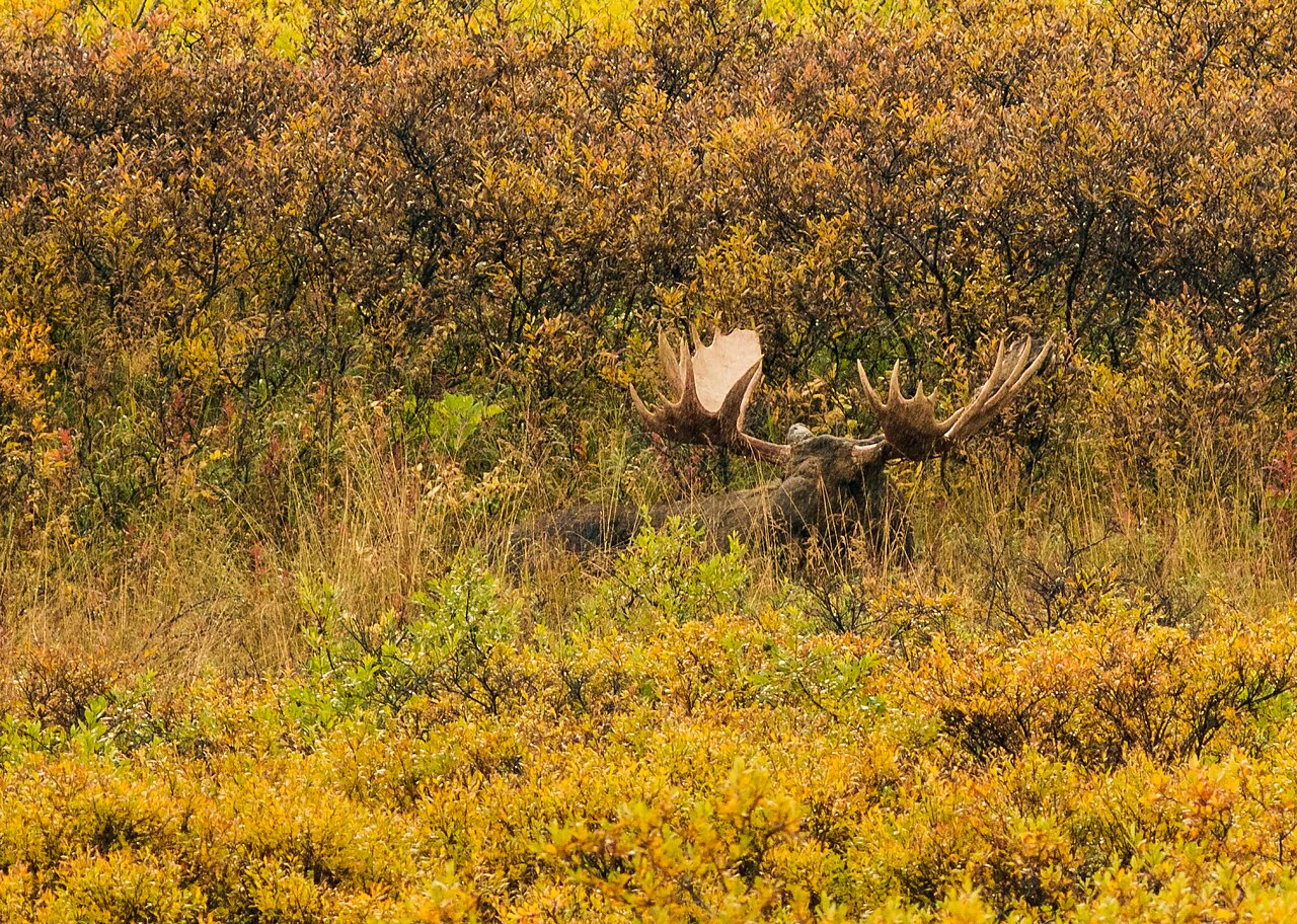 Moose Poop: What It Looks Like and How to Identify It