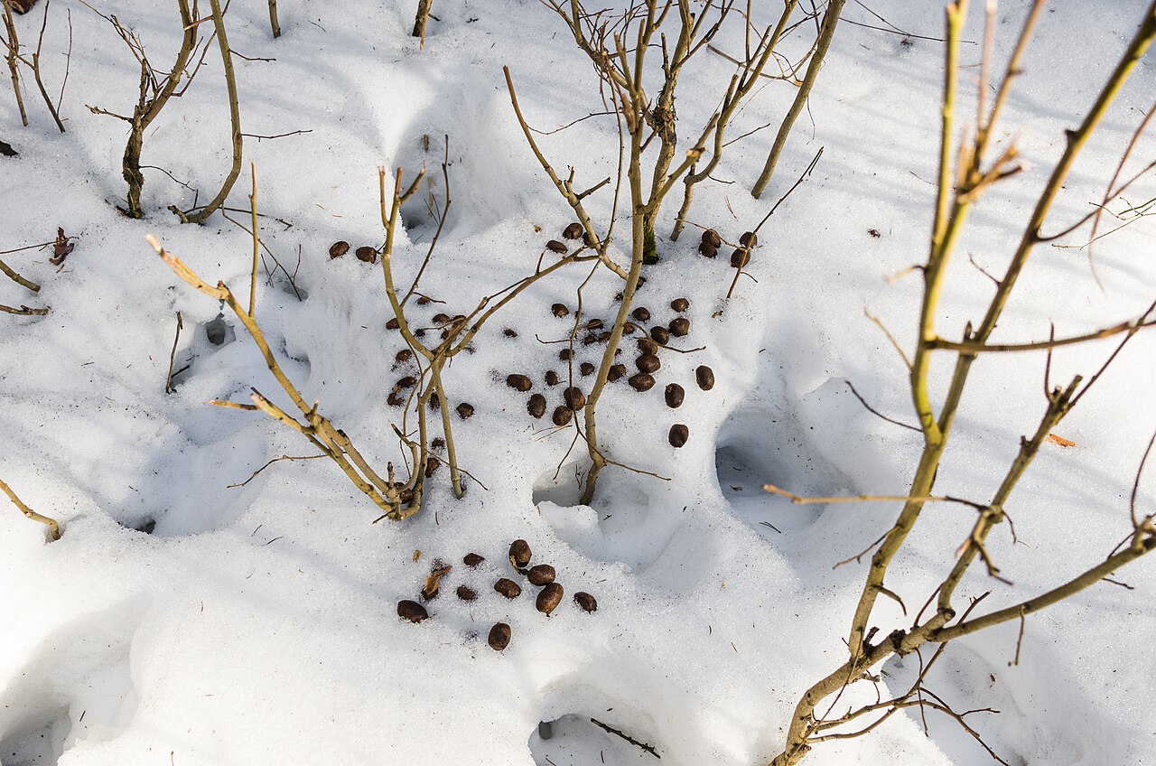 Moose Poop vs Elk Poop vs Deer Poop