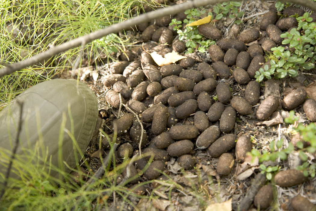 How to Tell Moose Poop From Bear Poop