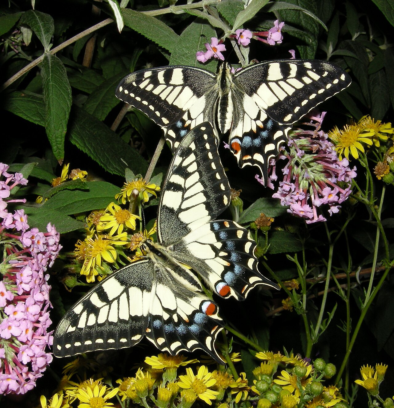 Moth vs Butterfly: The Differences That Actually Hold Up