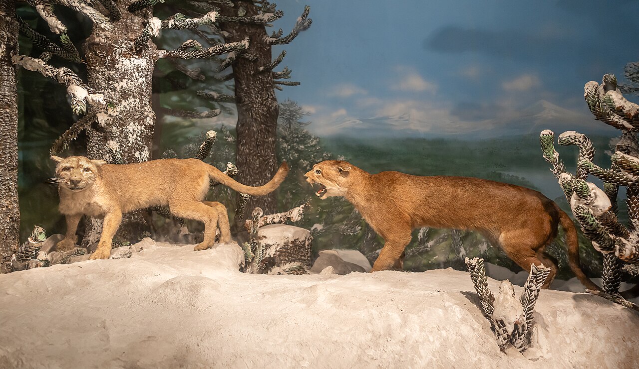Mountain Lion Scat vs Coyote Scat