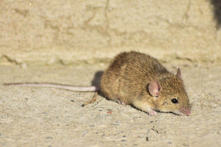 Mouse Lifespan: How Long Mice Live Wild, Pet, and in Labs