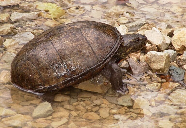 Mud Turtle: Size, Lifespan, and Care of 5 US Species