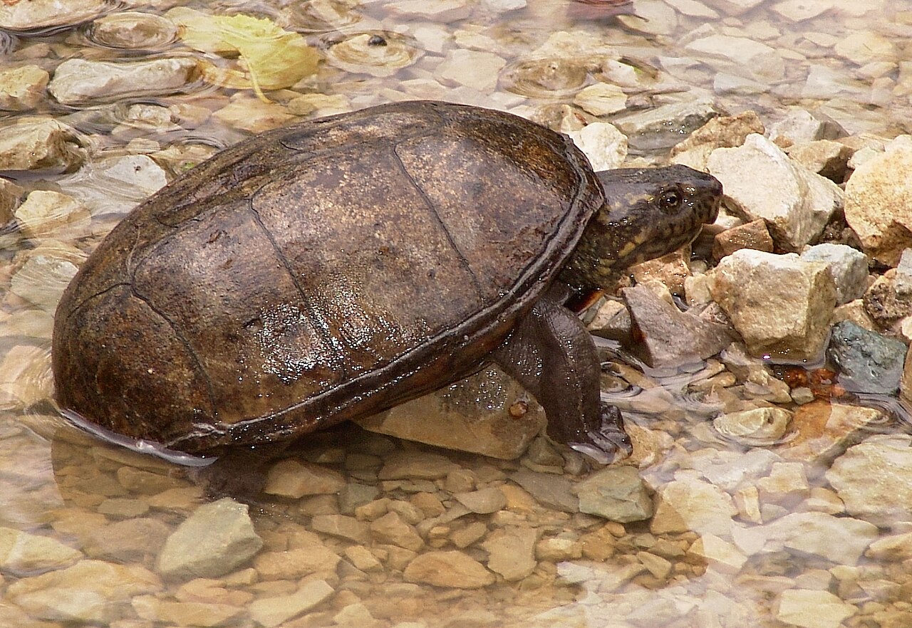 Mud Turtle: Size, Lifespan, and Care of 5 US Species