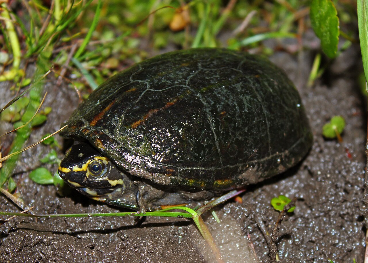 Mud Turtle Species in the United States