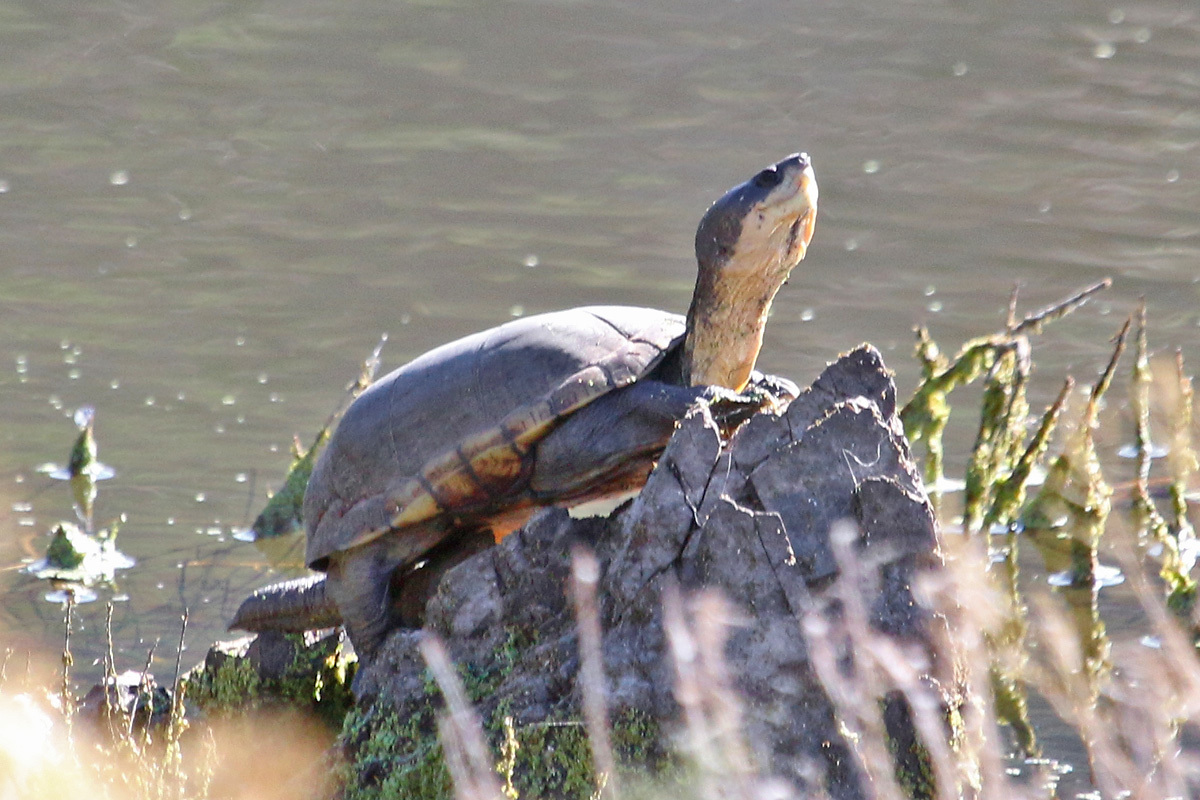 Mud Turtle vs Musk Turtle: How to Tell Them Apart