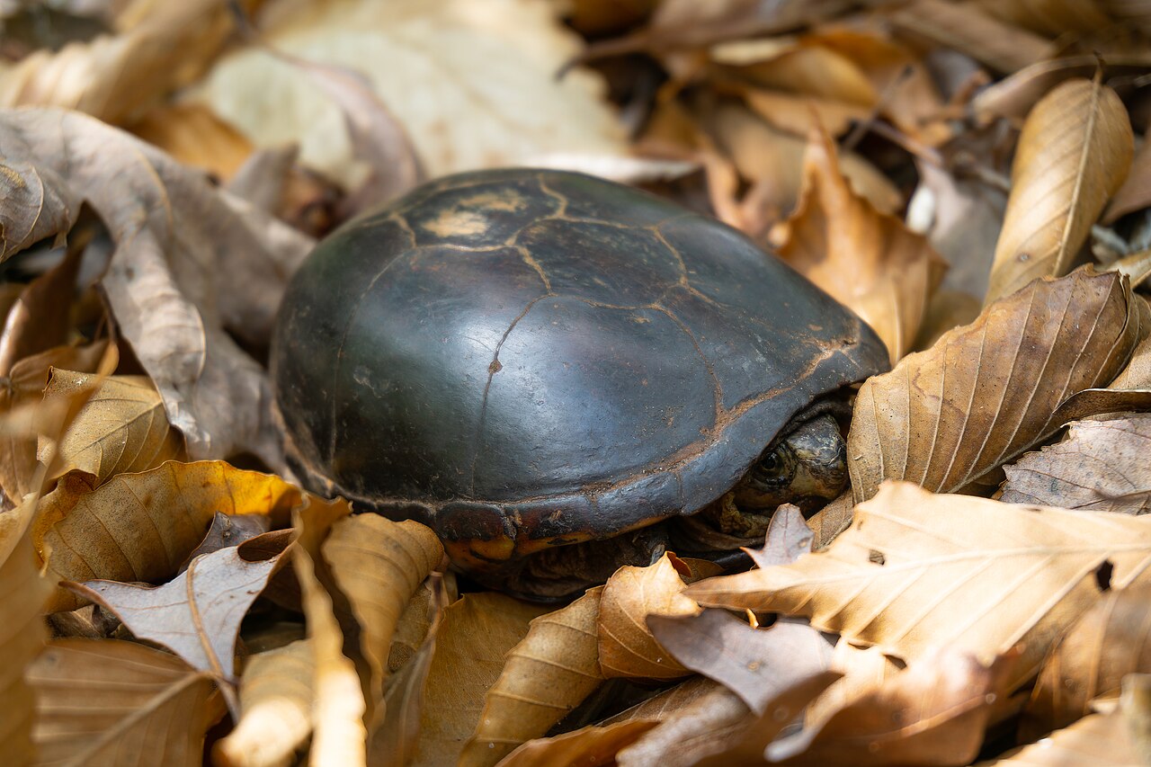 Where Mud Turtles Live: Habitat and Range