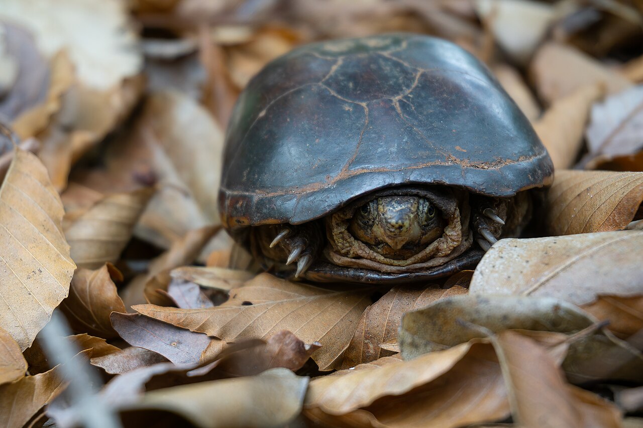 What Mud Turtles Eat in the Wild and in Captivity