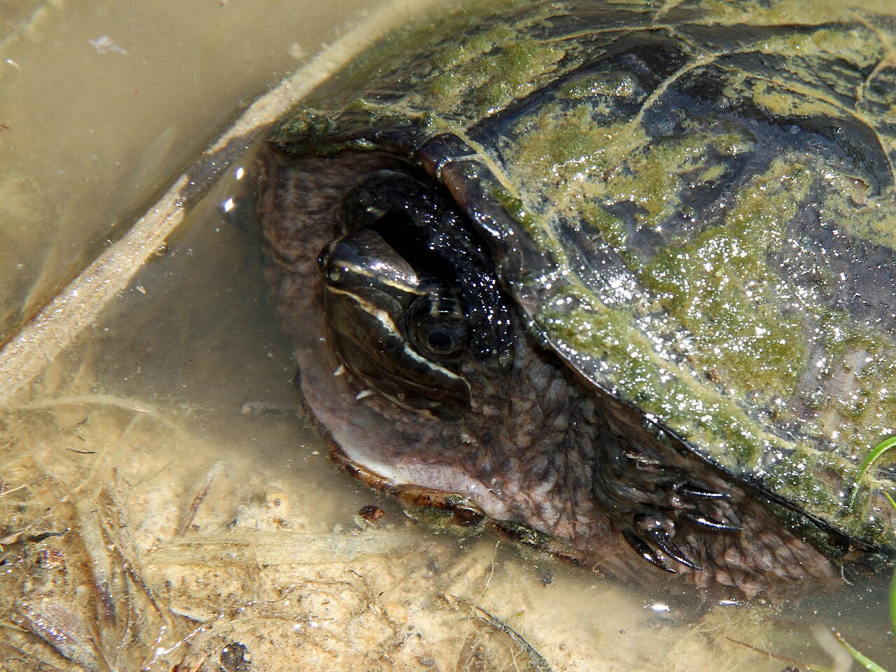 Musk Turtle: The 4 Inch Turtle That Lives 50 Years
