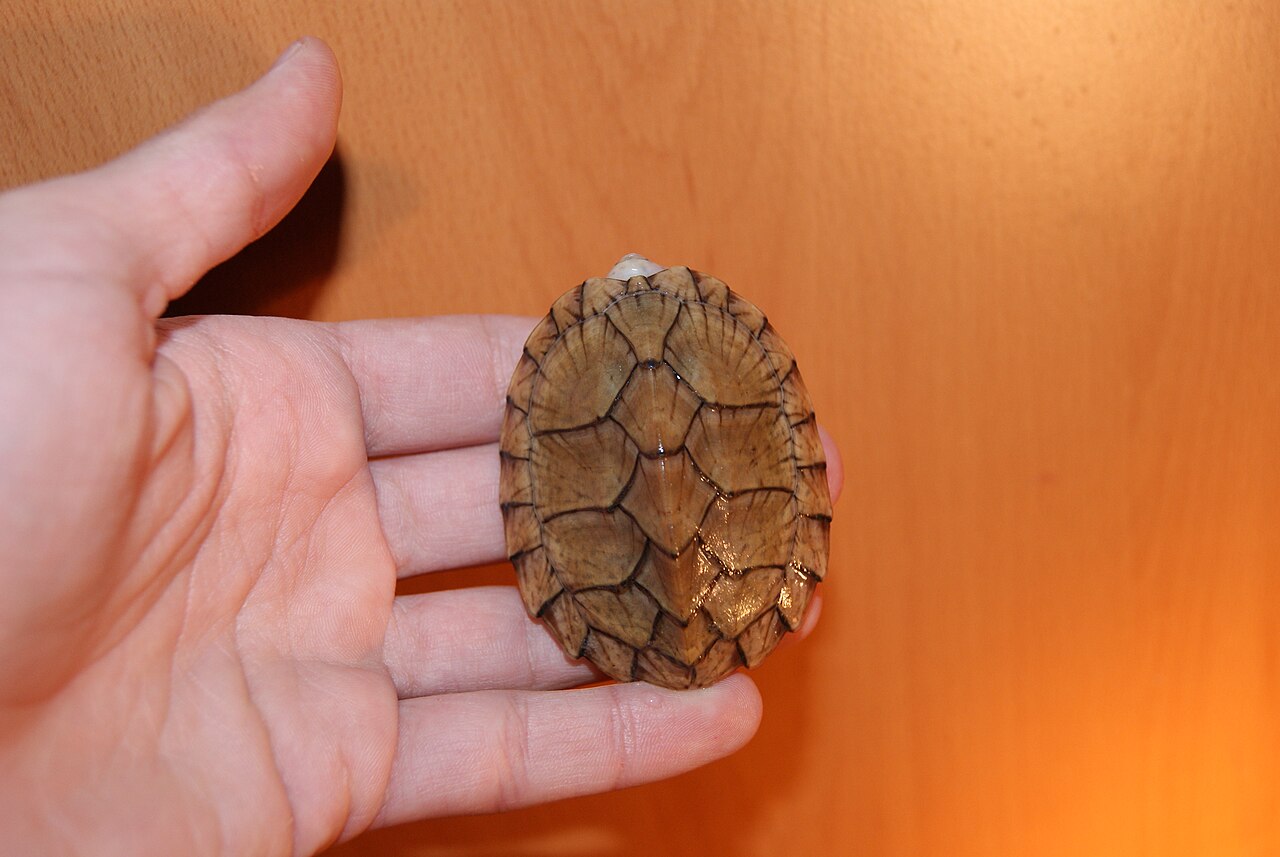 Do Common Musk Turtles Smell?