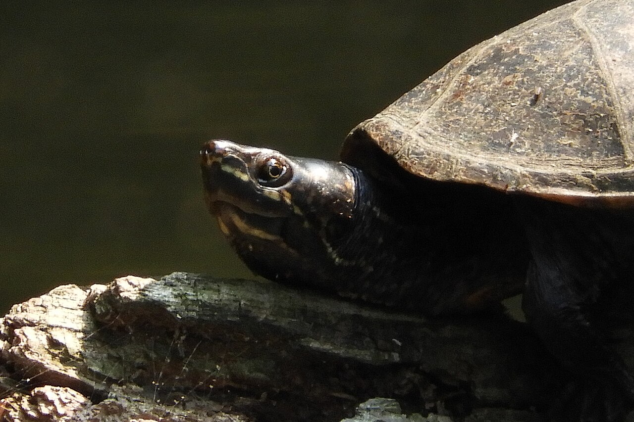 Musk Turtle Species You Will Actually See