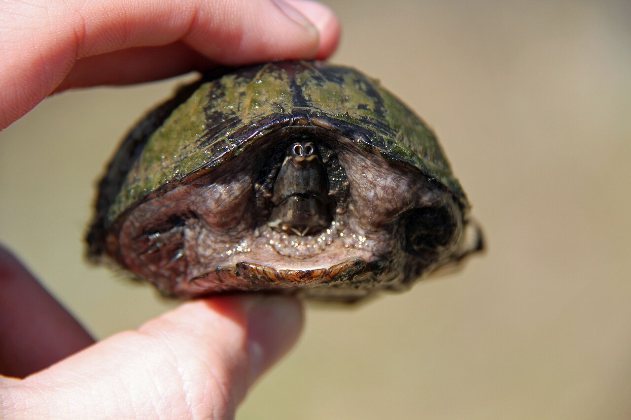 How Big Do Musk Turtles Get and How Long Do They Live?