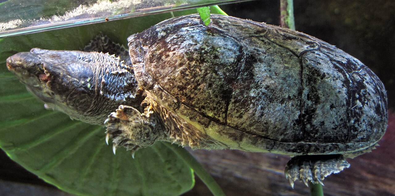 Are Musk Turtles Aggressive?