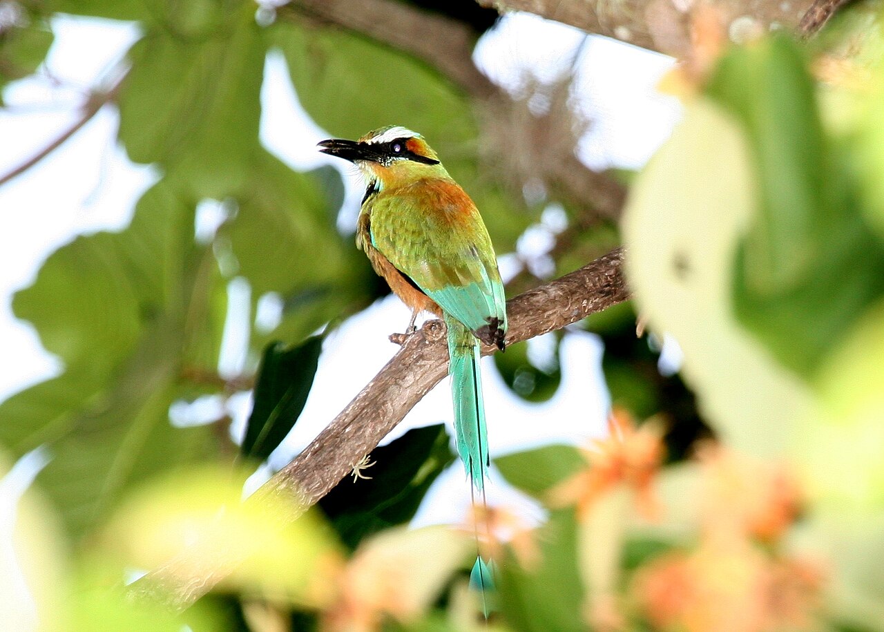 National Bird of El Salvador: The Torogoz and Its Racket Tail