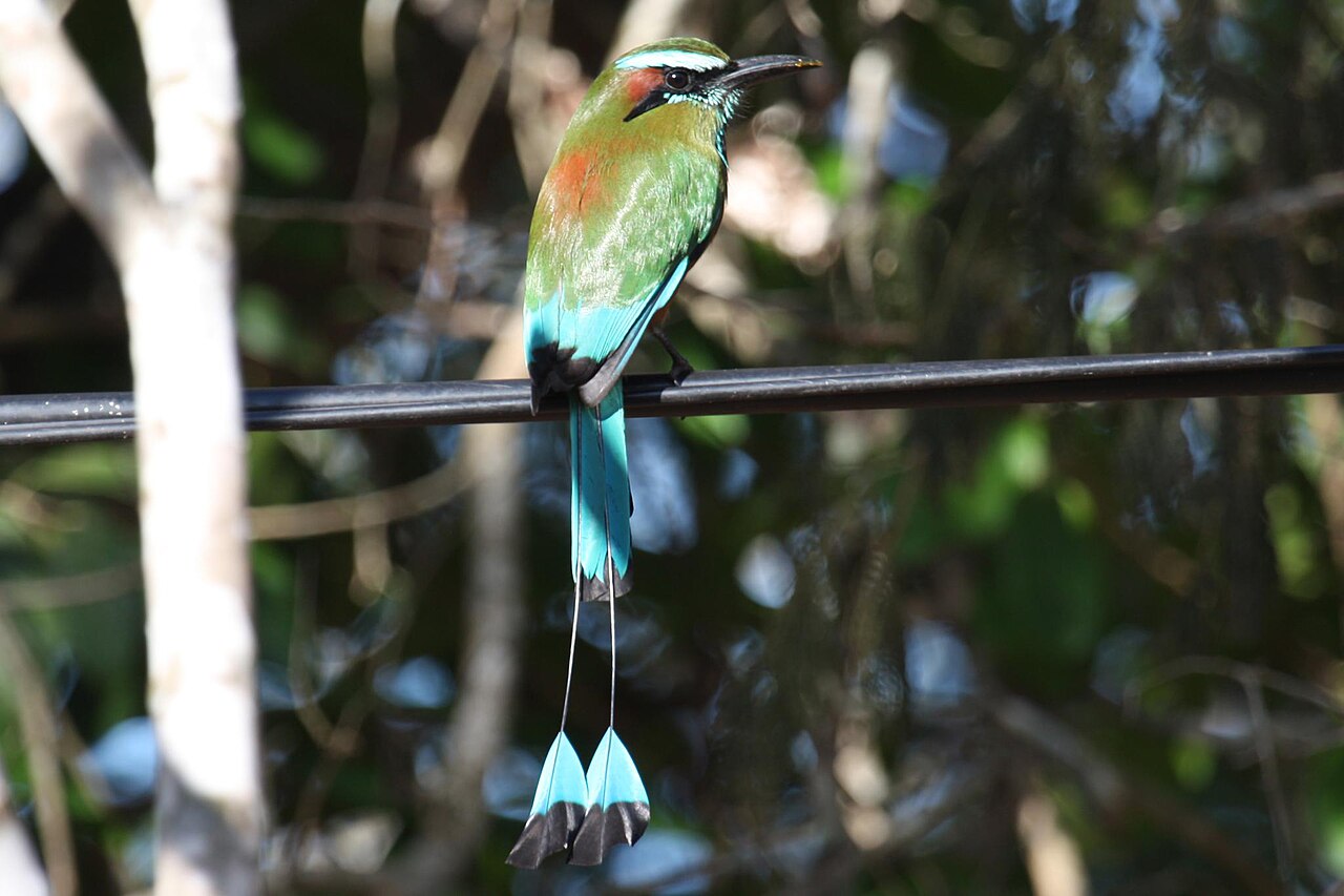 What Bird Is Native to El Salvador?
