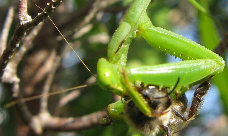 No See Ums: The Bug You Cannot See and How to Stop the Bites