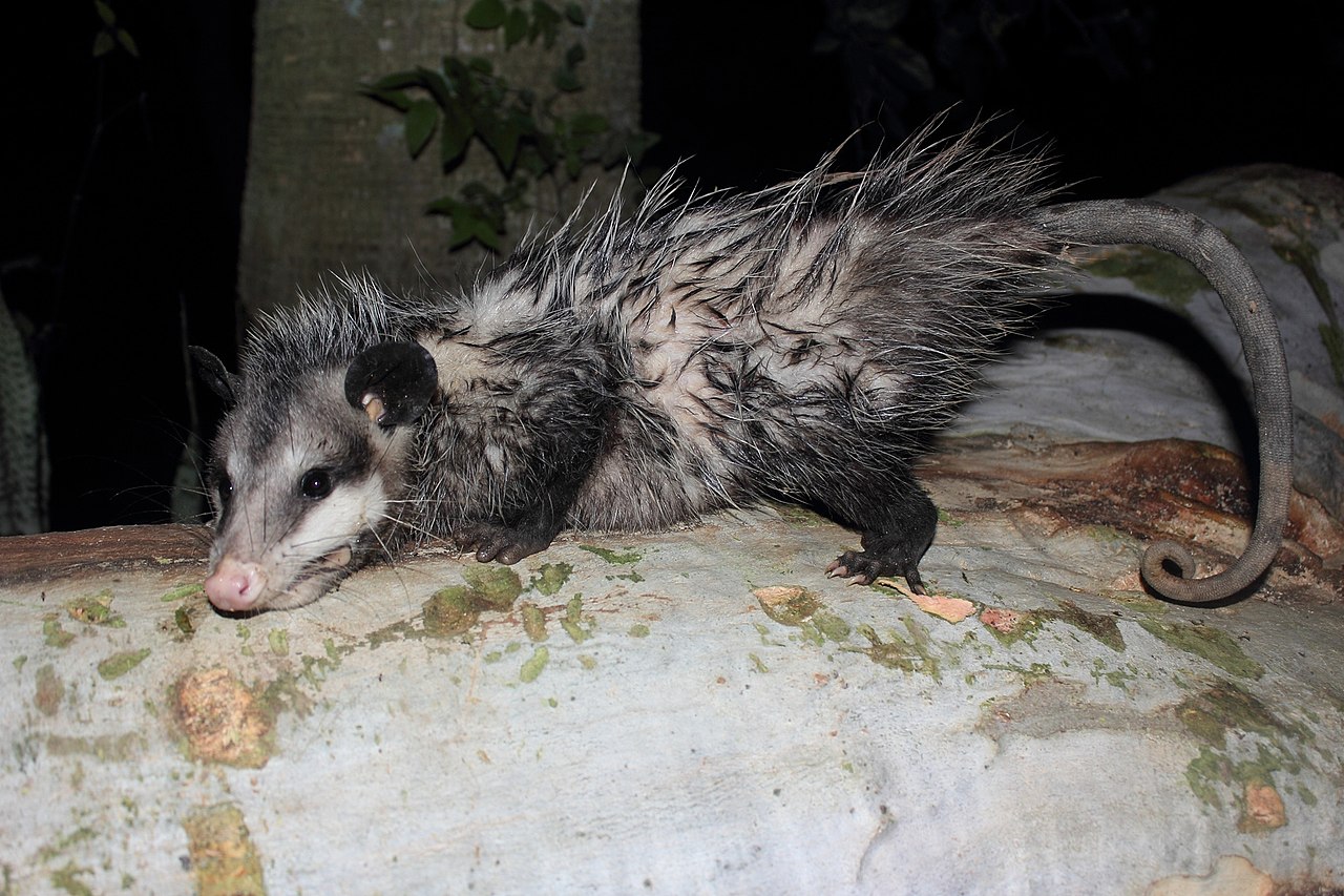 Nocturnal Animals List: 25 Night Animals and Where to Find Them