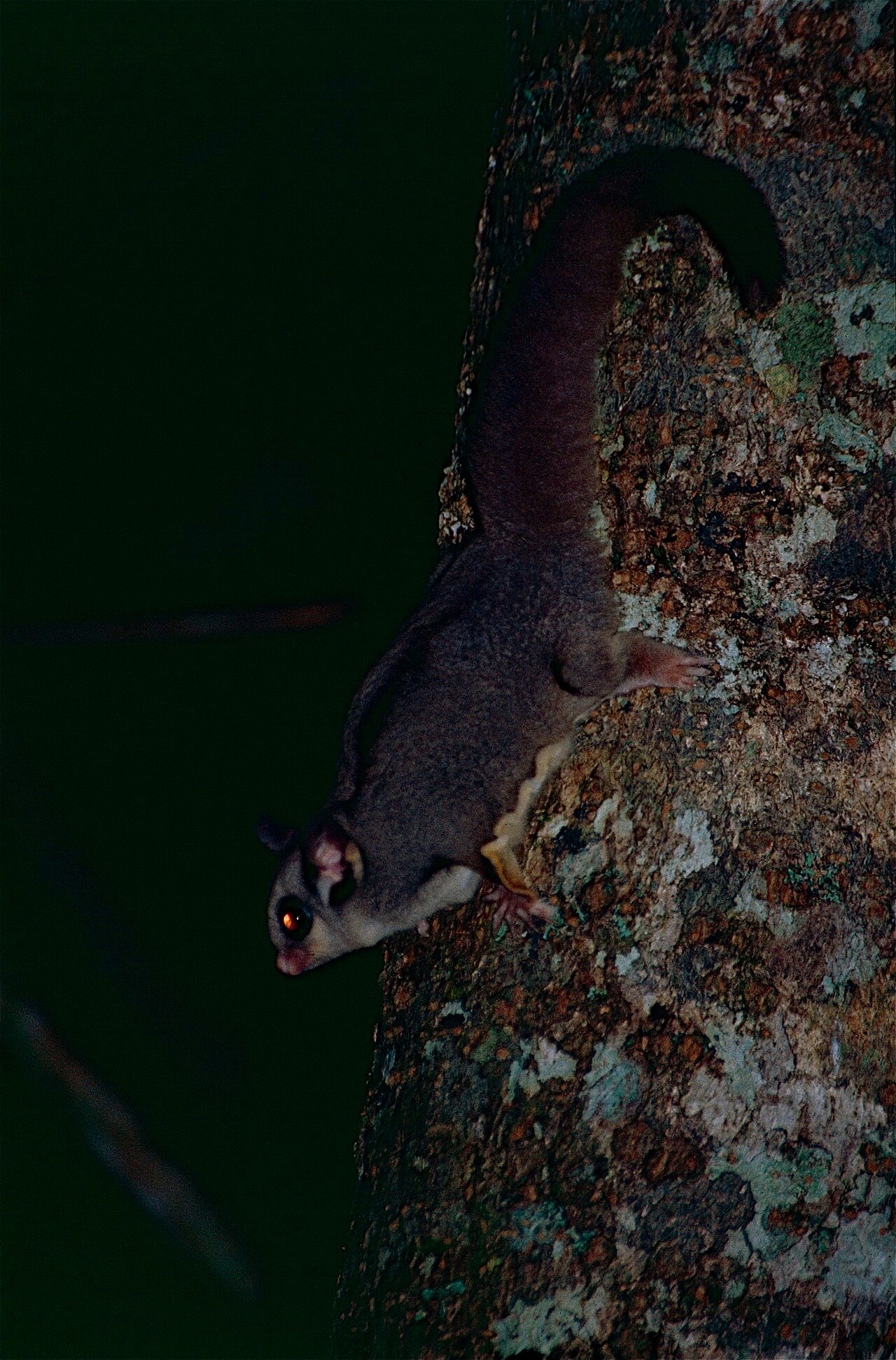 Nocturnal Mammals of North America