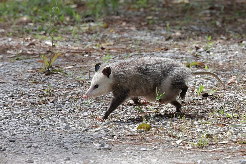 Nocturnal Animals List: 25 Night Animals to Spot
