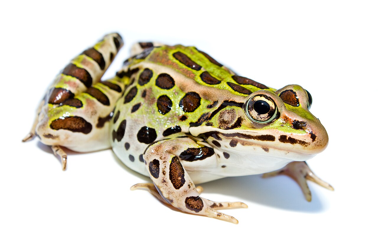 Northern Leopard Frog vs Pickerel Frog and Southern Leopard Frog
